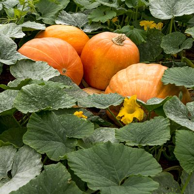When to plant pumpkin seeds in time for a Halloween harvest
