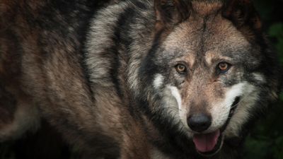 Mixed reactions as France prepares to simplify wolf culling rules