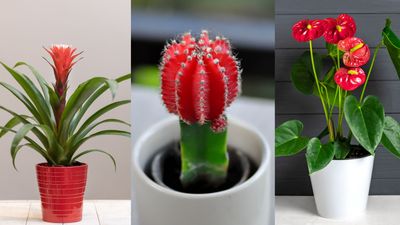 Best red houseplants – 7 energizing indoor plants