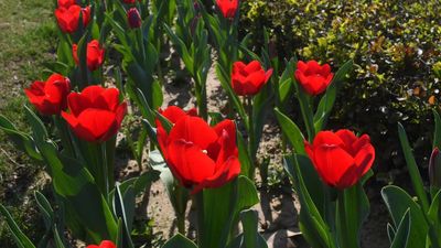How 3 lakh tulips bloomed in Delhi