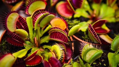 How to care for Venus fly traps — 7 essential tips from houseplant experts