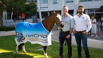 'Animal fitbit' chip offers answers in livestock health