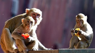 Monkeys and us