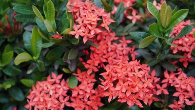 How to grow ixora – for a flowering shrub that will dazzle