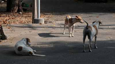 200 times increase in dog bite incidents in Bihar: Economic Survey