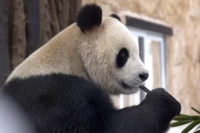 More Pandas From China Headed To San Diego Zoo