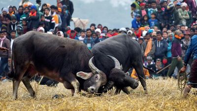 FIRs registered on cruelty to animals in illegal buffalo fights in Assam
