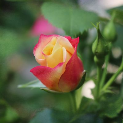 How to grow roses from cuttings – the best way to expand your rose garden for free