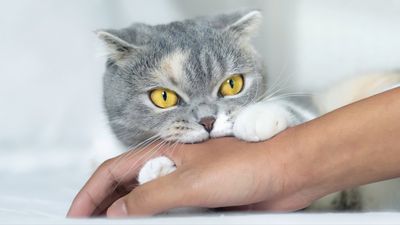 Here’s why this expert doesn’t label cats as aggressive — and it's certainly given us food for thought!