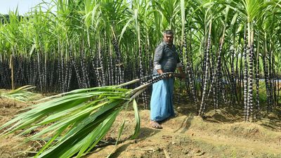 How hike in Fair and Remunerative Price for sugarcane will affect farmers and sugar mills | Explained