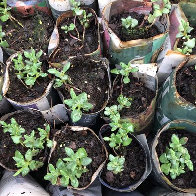 How to make seed pots out of newspaper for free - never waste money on seedling trays again