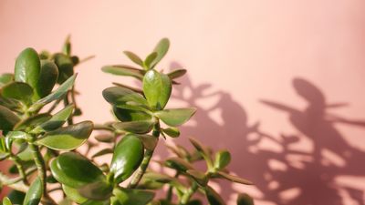 Is your jade plant dropping leaves? Plant experts say this is the culprit