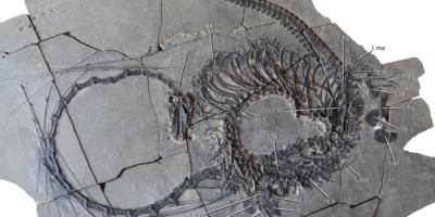 240-Million-Year-Old Marine Reptile Fossil Resembles Mythical Chinese Dragon