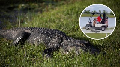 Watch Florida Golfers' Terrifying Encounter With Angry Alligator