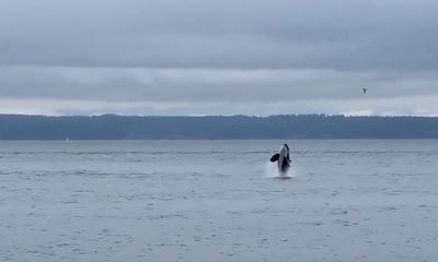 Orcas thrill beachgoers at Seattle park; even the dog is excited