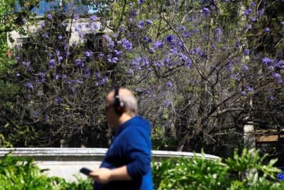 Jacaranda Bloom Sparks Climate Change Debate In Mexico