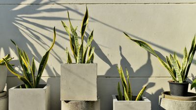 How often to water a snake plant