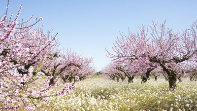 Where to see almond tree blossom in California