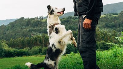 This trainer explains why it’s important to take things slowly when training your dog