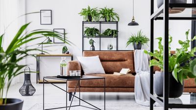 These 5 powerful houseplants will ease stress and boost your mood