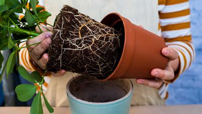 Houseplant root rot – the causes and symptoms, plus how to try and save affected plants