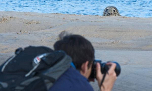 How to sneak up on a seal (and other wildlife photography tips)