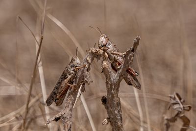 Climate change will help locusts
