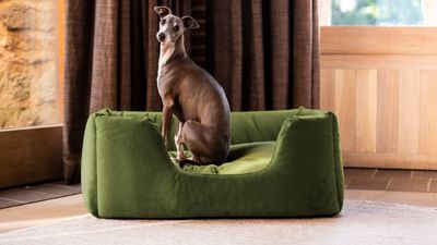 The best types of flooring for pets – floor coverings that work for you and your four-legged friends