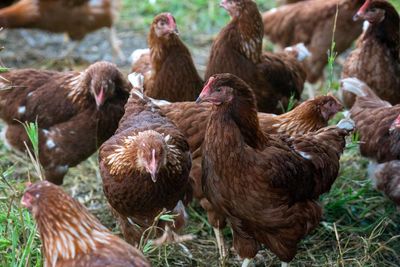 The chicken came first: how Australia’s most popular protein can explain the supermarket duopoly