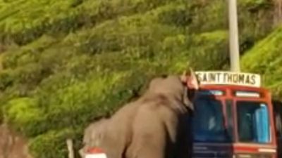 Wild tusker Padayappa disrupts traffic in Munnar