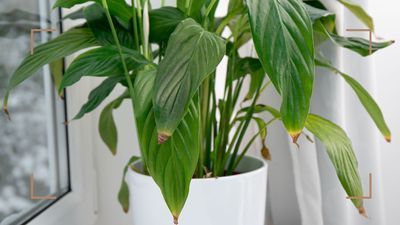 Why are my peace lily tips turning brown? Houseplant experts offer advice