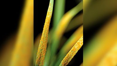 Screening research boosts disease resistance for crops