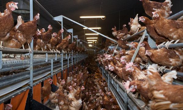 Carrying chickens by their legs should remain unlawful, say UK campaigners