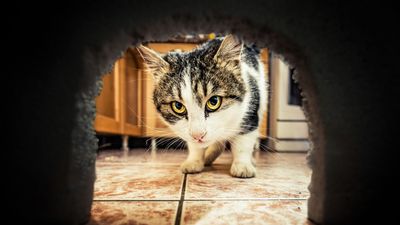 32 reasons to adopt a cat