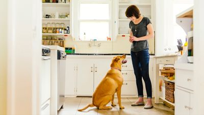 Trainer shares quick tip to improve your dog’s obedience and attention — and it’s really effective