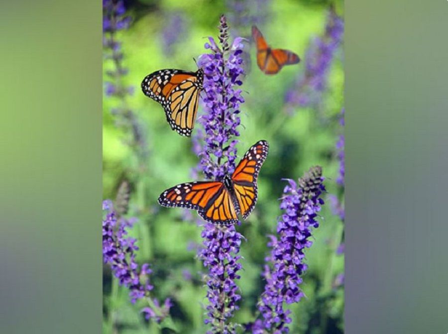 Butterflies mimic each other's flight patterns to…