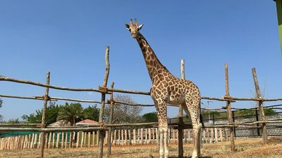 Giraffe Shivani from Mysuru makes Bannerghatta her new home