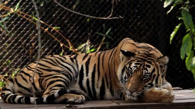 Odisha writes to NTCA for introduction of tigers in Similipal Tiger Reserve from other landscapes