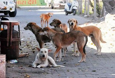 NHRC takes suo motu cognizance of stray dog mauling 2-year-old girl in New Delhi