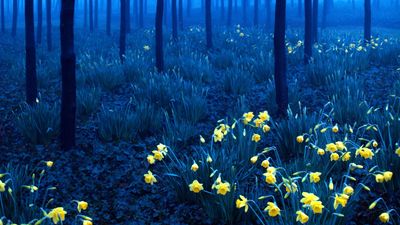 Hiker injured on treacherous trail leading to daffodil field – 40 volunteers come to the rescue