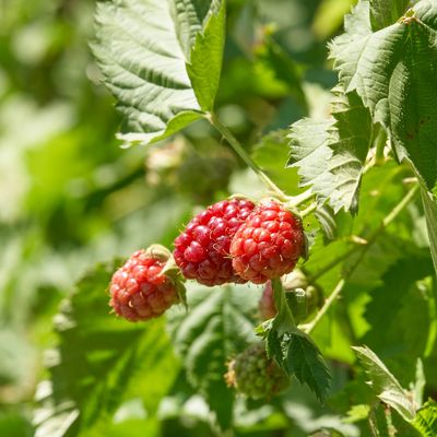When to plant raspberry canes – the time window to establish roots for a healthy plant is running out