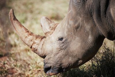 Fear For Rhinos As Poachers Kill 500 In South Africa