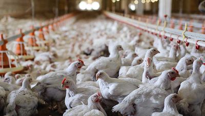 Pilgrim's Pride Stock Breaks Out Amid 220% Earnings Surge