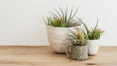 Plant experts answer: “Why are my air plants’ leaves turning yellow?”