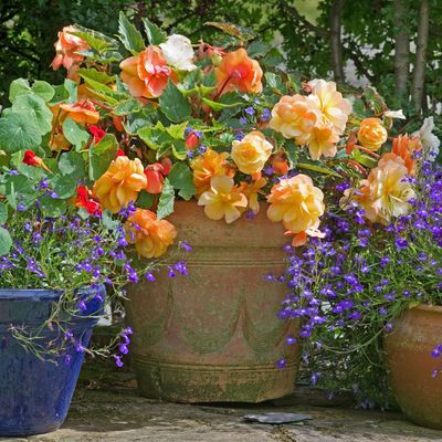 How to grow begonias from tubers – the perfect shade-loving flower for colour all summer long