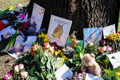‘It’s a tragic loss’: New Yorkers mourn Flaco, the owl the city took to its heart