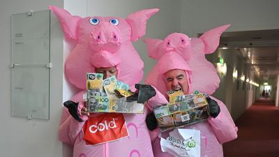 Piggy politicians squeal for end to greedy grocers