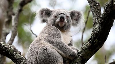 Queensland koalas to get vaccine against chlamydia