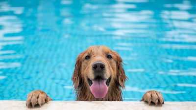 32 ways your dog benefits from swimming