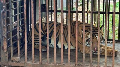 Tiger captured in Wayanad shifted to Thrissur zoo